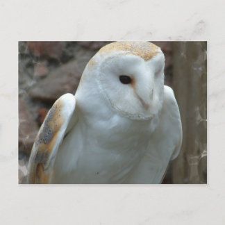 White Barn Owl Postcard