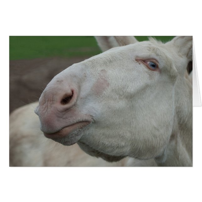 White Baroque Donkey (Front Horizontal)