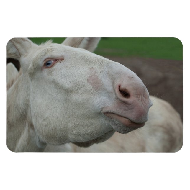 White Baroque Donkey Magnet (Horizontal)