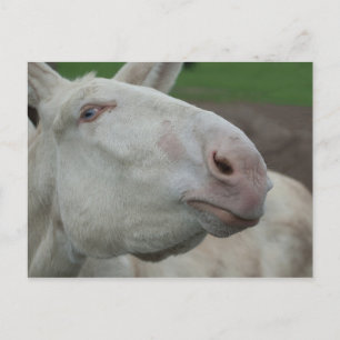 White Baroque Donkey Postcard