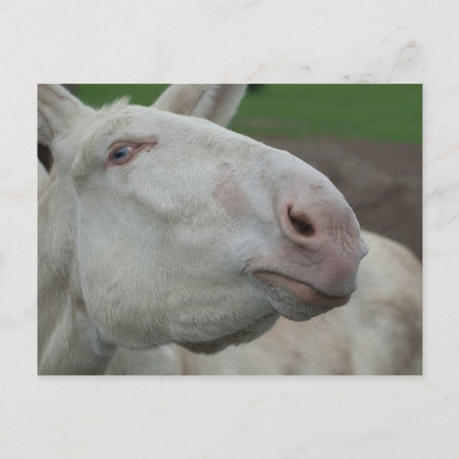 White Baroque Donkey Postcard (Front)