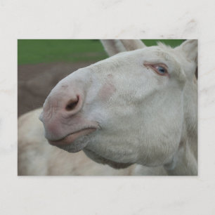 White Baroque Donkey Postcard