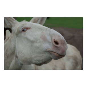 White Baroque Donkey Poster