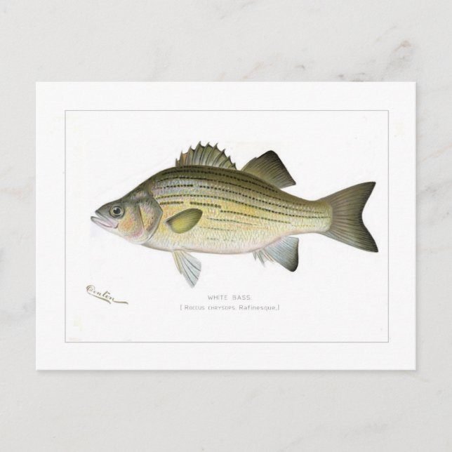 White Bass Postcard (Front)