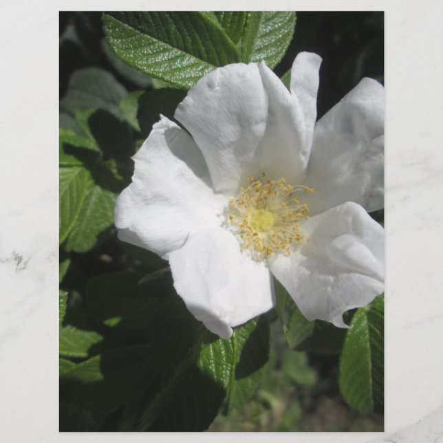 White Beach Plum Rose (Front)