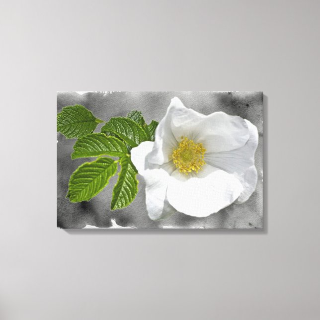White Beach Rose Wildflower Canvas Print (Front)