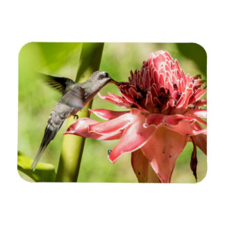 White-bearded Hermit Small Magnet