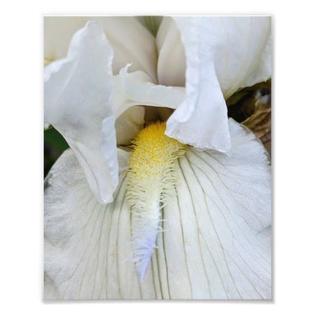 White Bearded Iris Bloom Macro Photo Print (Front)