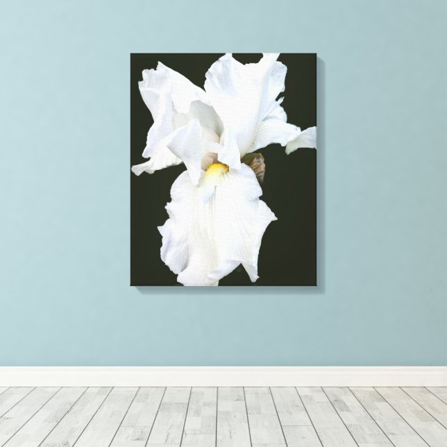 White Bearded Iris on Black Backgroun Canvas Print (Insitu(Wood Floor))