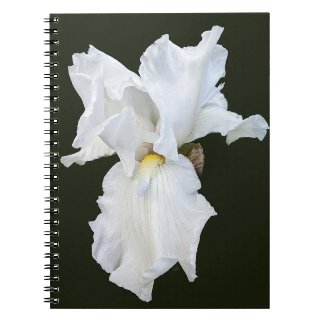 White Bearded Iris on Black Background Notebook (Front)