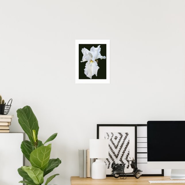 White Bearded Iris on Black Background Poster (Home Office)