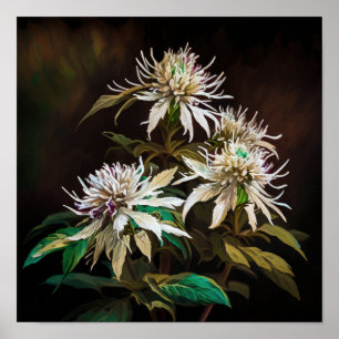 White Bee Balm Flower Art Print Poster