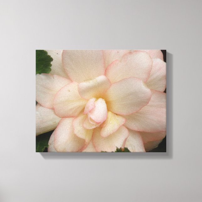 White Begonia Flower Canvas Print (Front)
