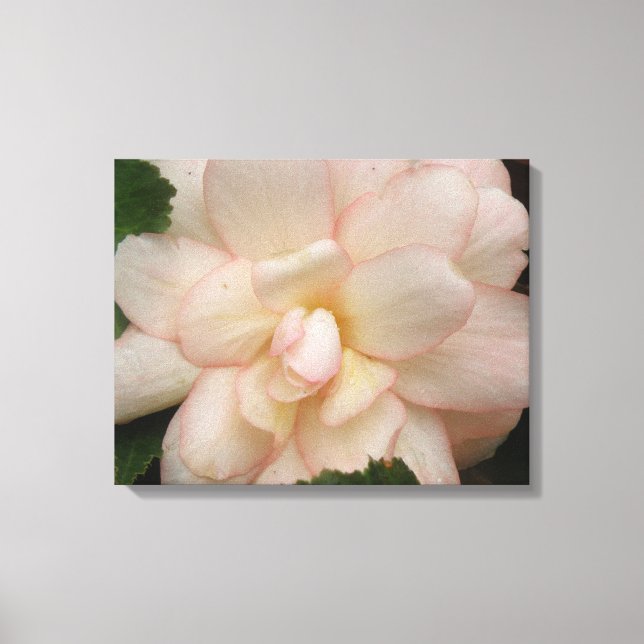 White Begonia Flower Canvas Print (Front)