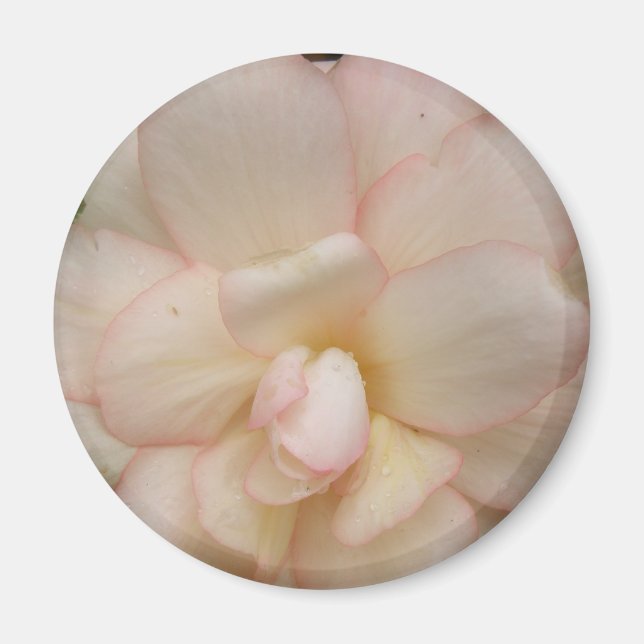 White Begonia Flower Magnet (Front)