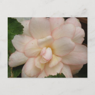 White Begonia Flower Postcard