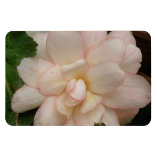 White Begonia Flower Premium Magnet