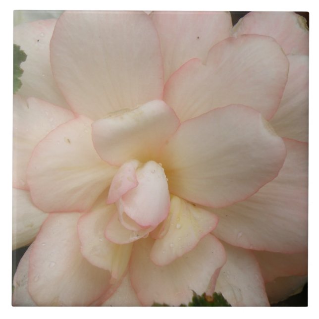 White Begonia Flower Tile (Front)