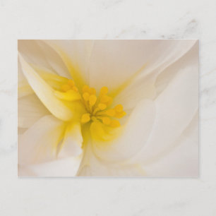 White Begonia Postcard