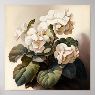 White Begonias Flower Art Print Poster