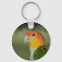 White Bellied Caique Parrot Outdoors