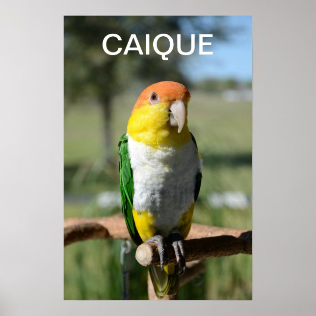White Bellied Caique Parrot Poster (Front)