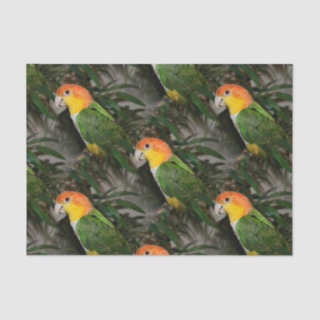 White Bellied Caique Parrot with Bamboo Tree Tissue Paper (Front)