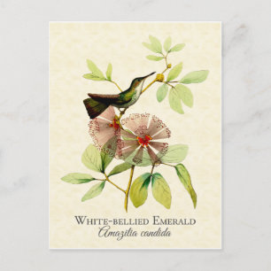 White Bellied Emerald Hummingbird Vintage Art Postcard