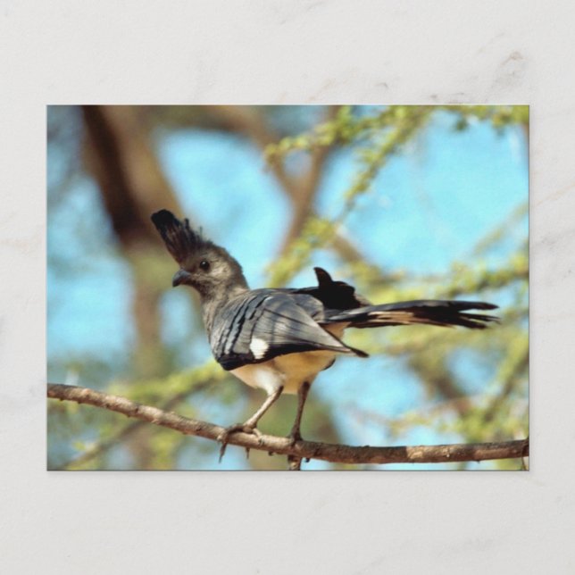 White-bellied Go Away Bird Postcard (Front)