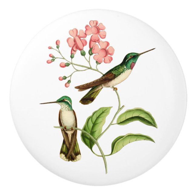 White Bellied Mountain Gem Hummingbird Ceramic Knob (Front)