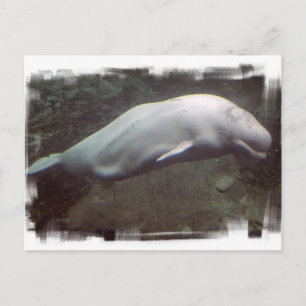 White Beluga Whale Postcard