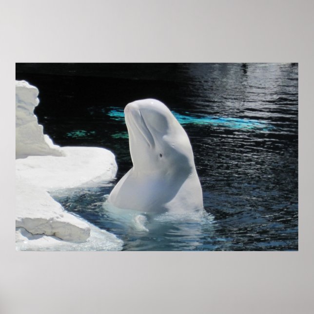 White Beluga Whale Poster (Front)