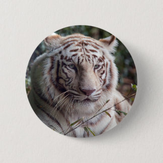 White Bengal Tiger 6 Cm Round Badge