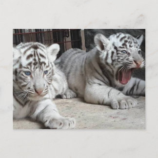 White Bengal Tiger Cubs, Trinidad Postcard