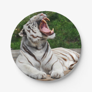 White Bengal Tiger Paper Plate