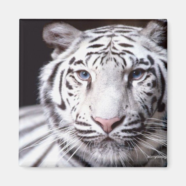 White Bengal Tiger Photography Magnet (Front)