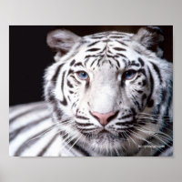 White Bengal Tiger Photography