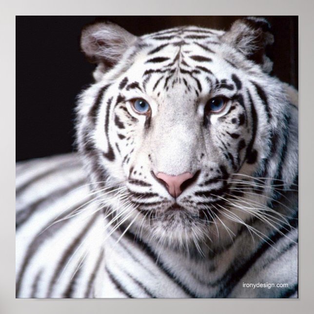 White Bengal Tiger Photography Poster (Front)