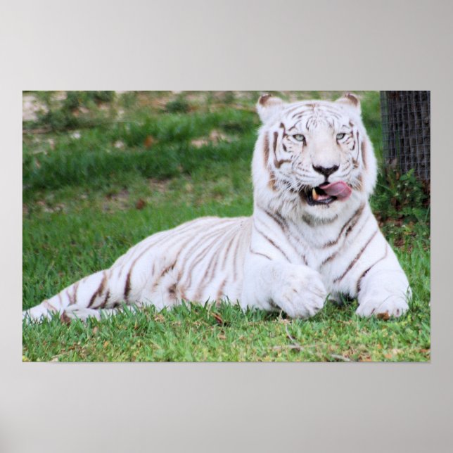 White Bengal Tiger Poster (Front)