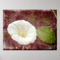 White Bindweed - The Wild Perennial Morning Glory