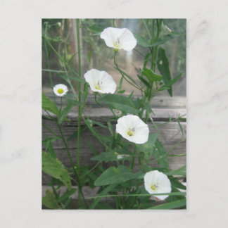 White Bindweeds Postcard