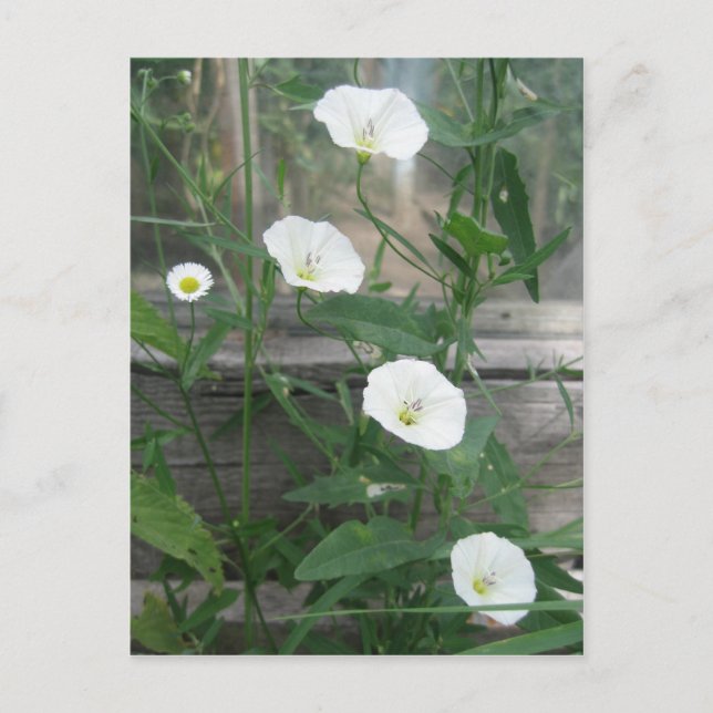 White Bindweeds Postcard (Front)