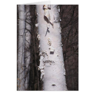 White birch (Betula papyrifera) card