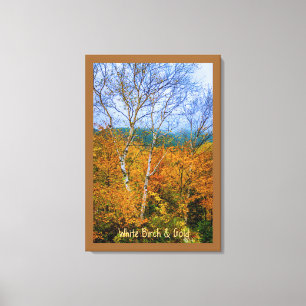 White Birch & Gold Canvas Print