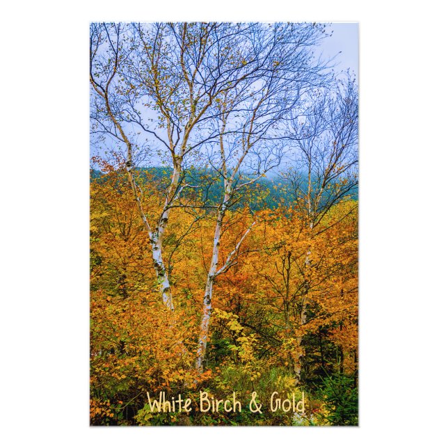 White Birch & Gold Photo Print (Front)