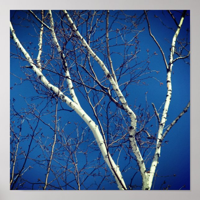 White Birch Tree Against Blue Sky Framed Poster (Front)