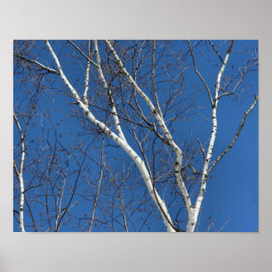 White Birch Tree Against Blue Sky Nature Poster