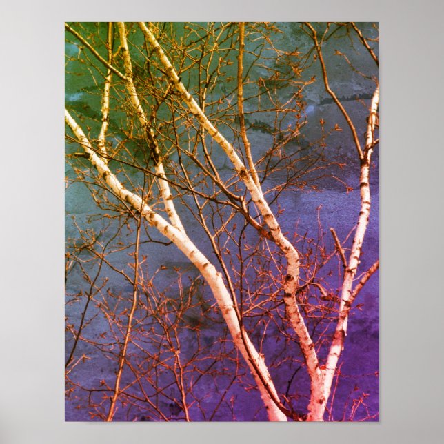 White Birch Tree Blue Sky Distressed Abstract  Poster (Front)