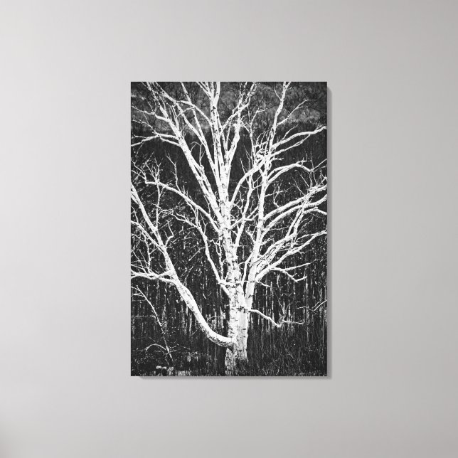 White Birch Tree In Winter Black And White Photo Canvas Print (Front)