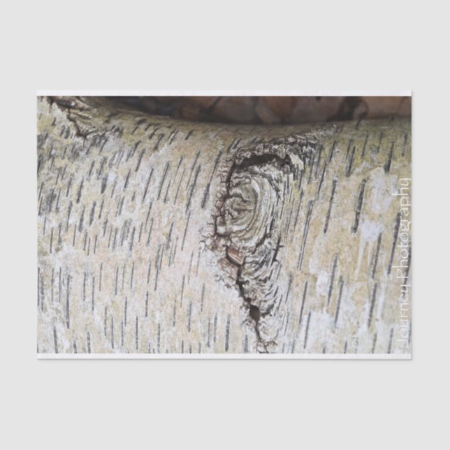 White Birch Tree Tissue Paper (Front)